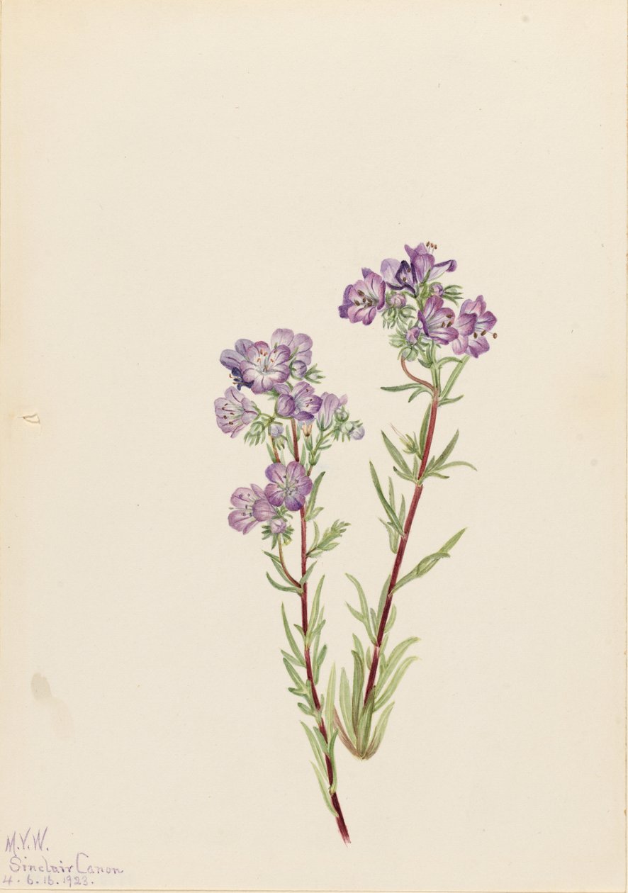 Phacelia linearis (Phacelia linearis) od Mary Vaux Walcott