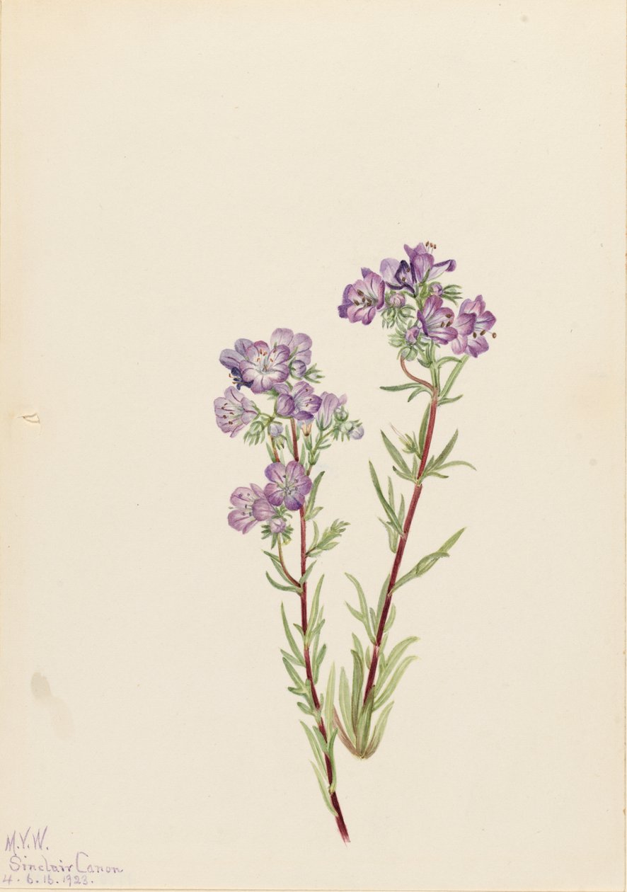 Sand Phacelia Phacelia linearis, 1923. od Mary Vaux Walcott