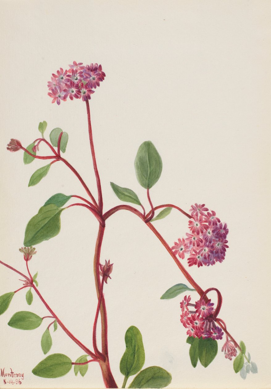 Verbena písečná (Abronia umbellata) od Mary Vaux Walcott