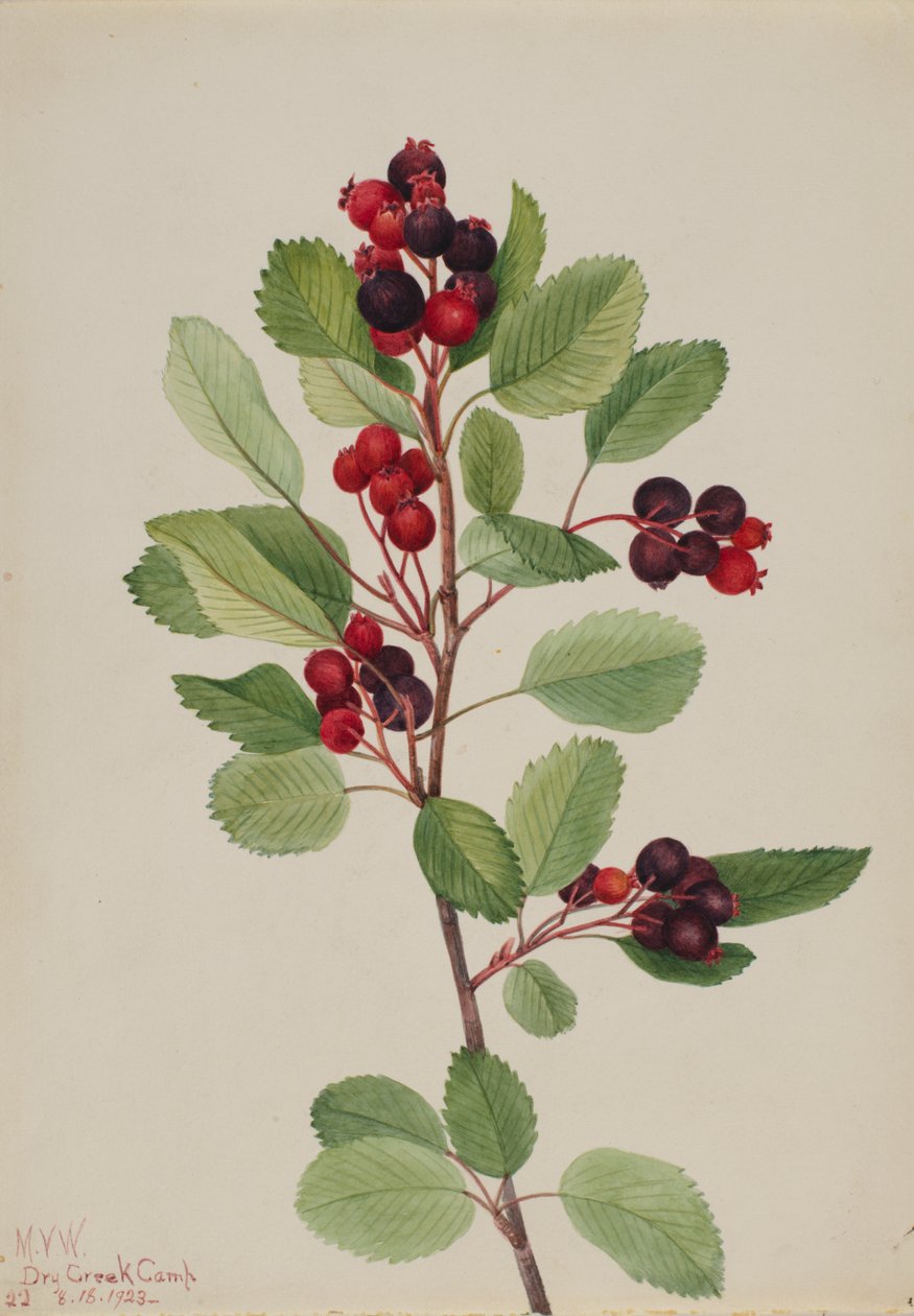 Saskatoon Amelanchier alnifolia, 1923. od Mary Vaux Walcott