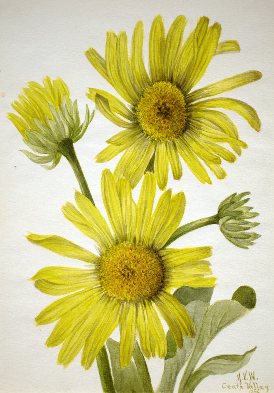 Satinleaf Goldenhead Enceliopsis covillei, 1935. od Mary Vaux Walcott