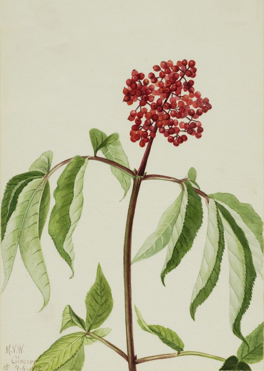 Starší šarlatový Sambucus pubens, 1922. od Mary Vaux Walcott