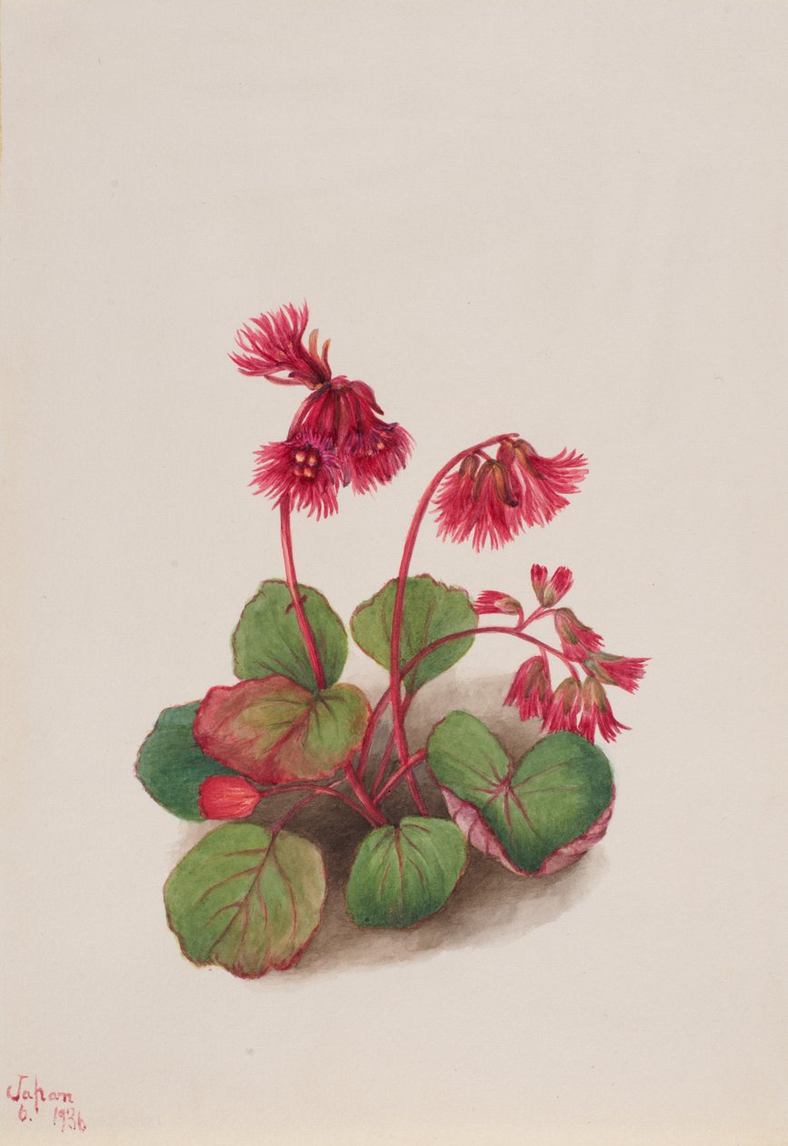 Schizocodon soldanelloides, 1936. od Mary Vaux Walcott
