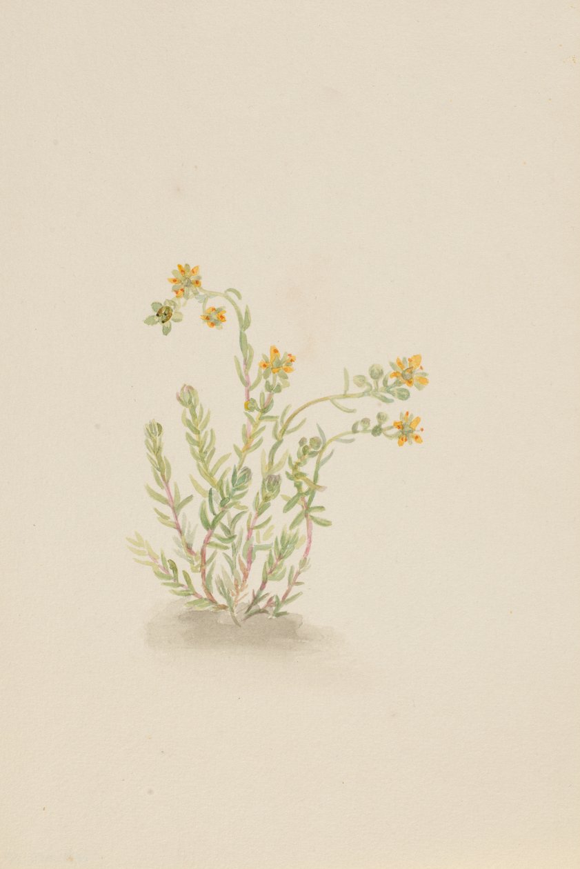 Sedum stenopetalum, ca. 1917-1918. od Mary Vaux Walcott