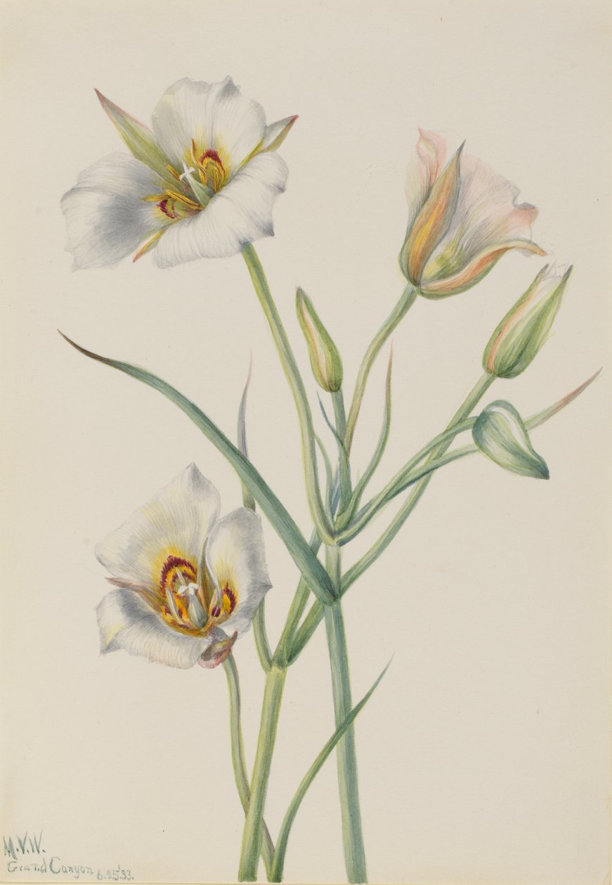 Sego Lily Calochortus nuttallii, 1933. od Mary Vaux Walcott