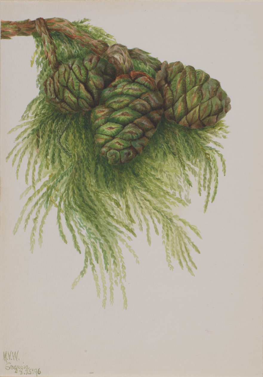 Sequoia Sequoia gigantea, 1896. od Mary Vaux Walcott