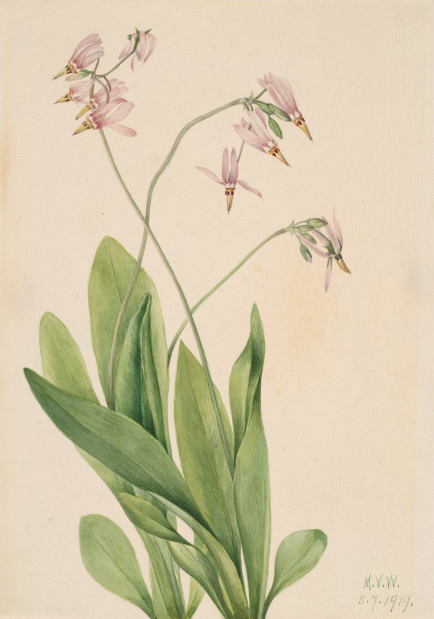 Shooting Star Dodecatheon mediadia, 1919. od Mary Vaux Walcott