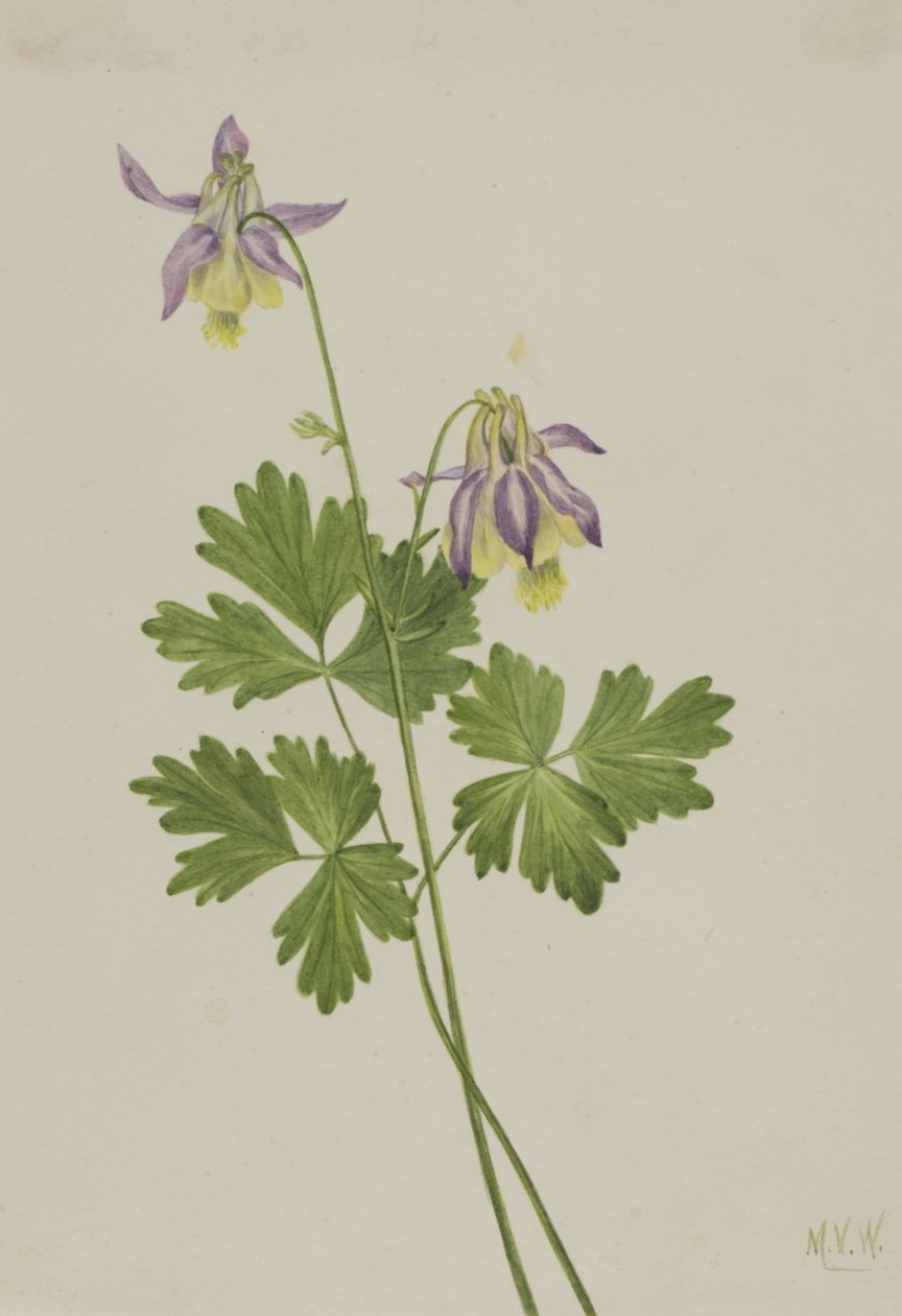 Shortspur Columbine Aquilegia brevistyla, 1907. od Mary Vaux Walcott