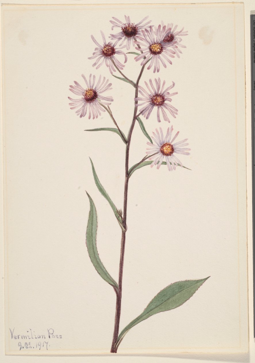 Hvězdnice nápadná (Aster conspicuus) od Mary Vaux Walcott