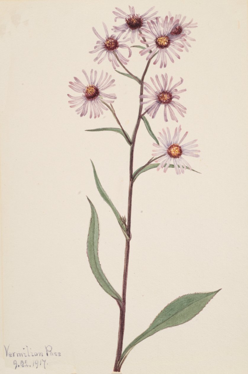 Nápadná hvězdnice nápadná, 1917 od Mary Vaux Walcott