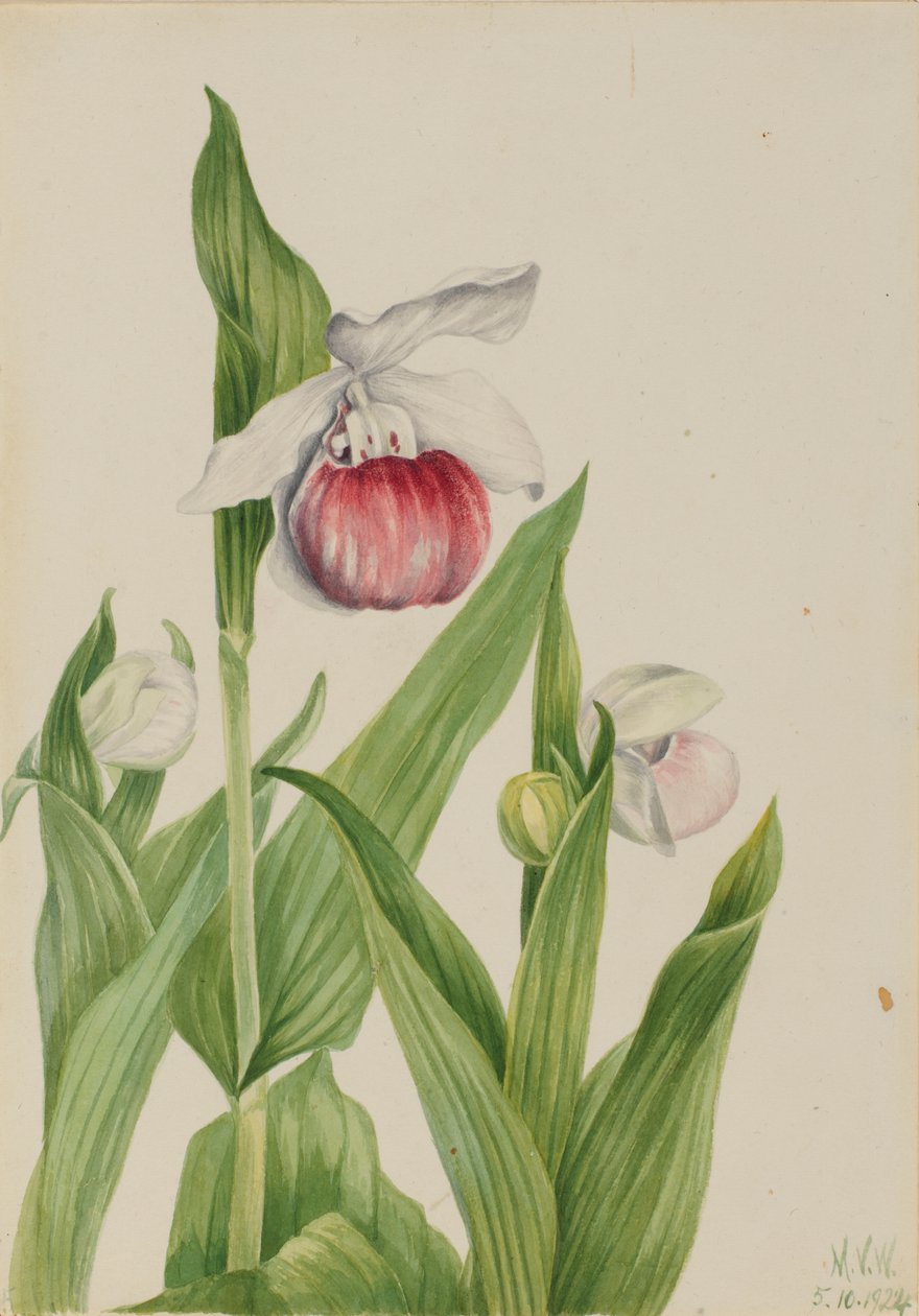 Pantoflíček okázalý Cypripedium reginae, 1924. od Mary Vaux Walcott