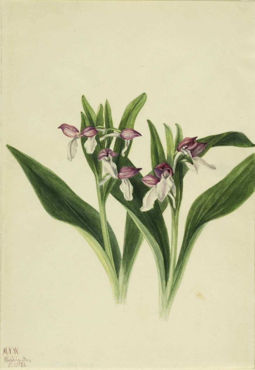 Vstavač oslnivý (Orchis spectabilis) od Mary Vaux Walcott