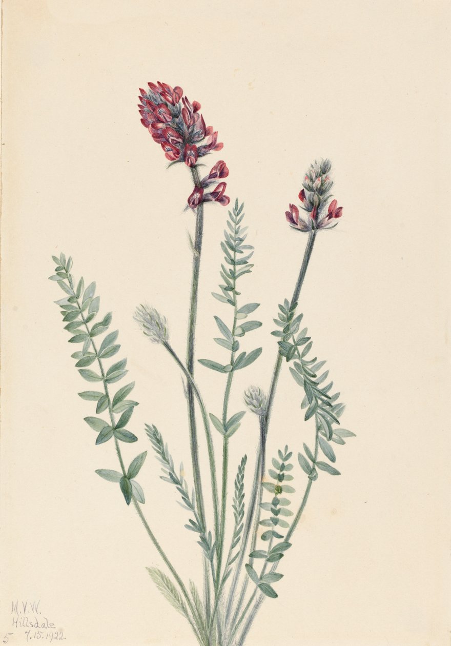 Showy Oxytrope Oxytropis splendens, 1922. od Mary Vaux Walcott