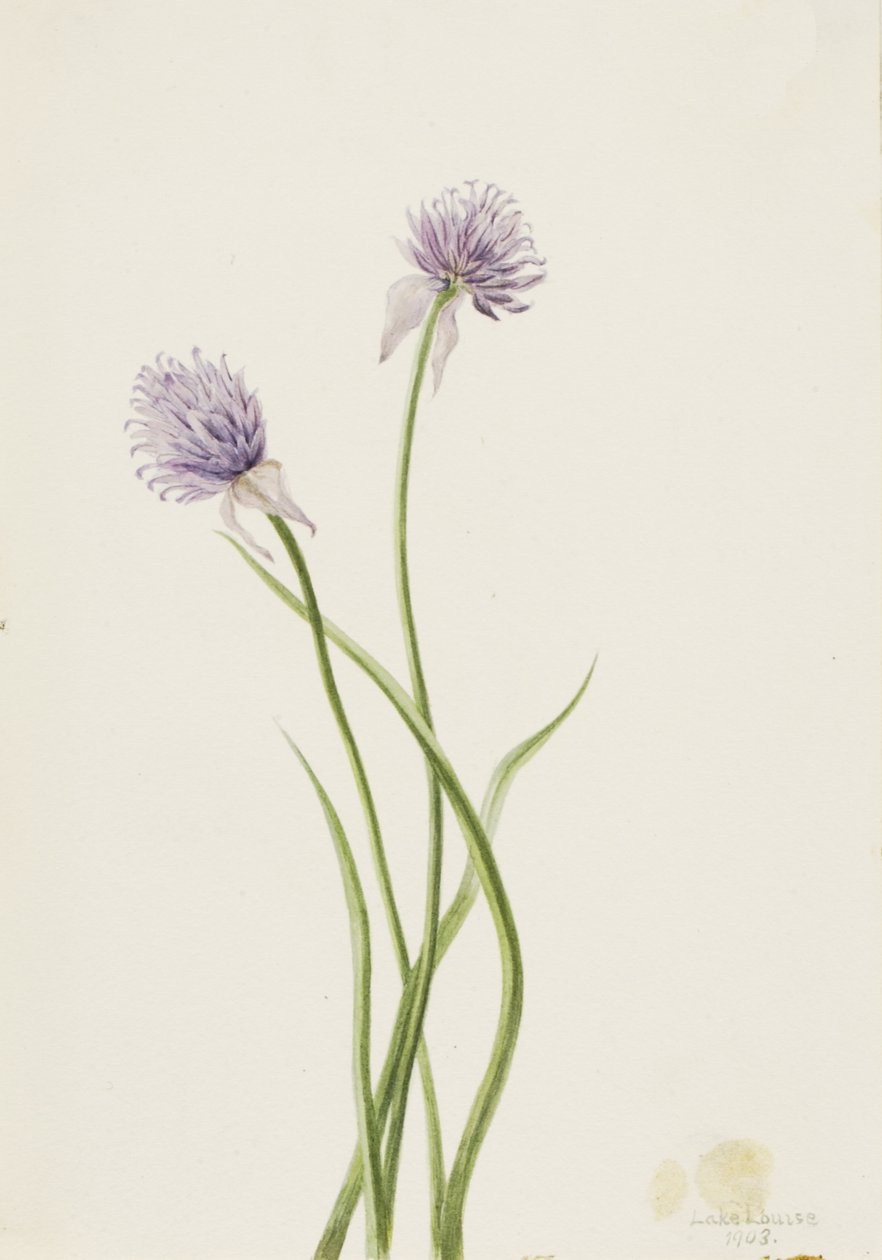 Cibule sibiřská Allium sibericum, 1903. od Mary Vaux Walcott