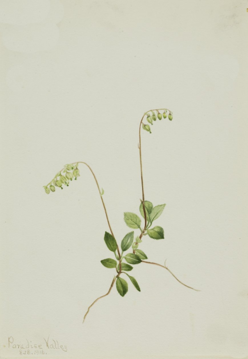 Sidebells Pyrola Pyrola secunda, 1916. od Mary Vaux Walcott