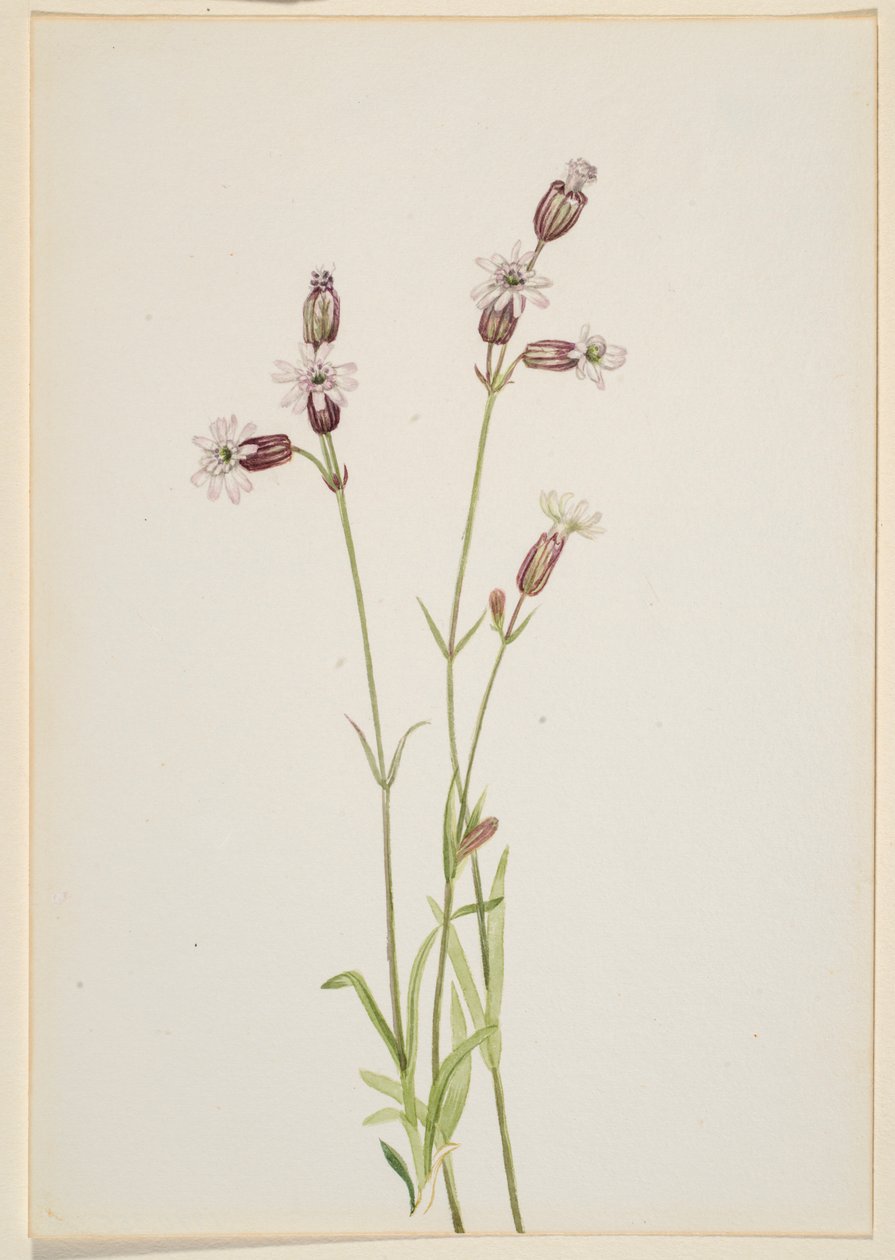 Silene multicaulis od Mary Vaux Walcott