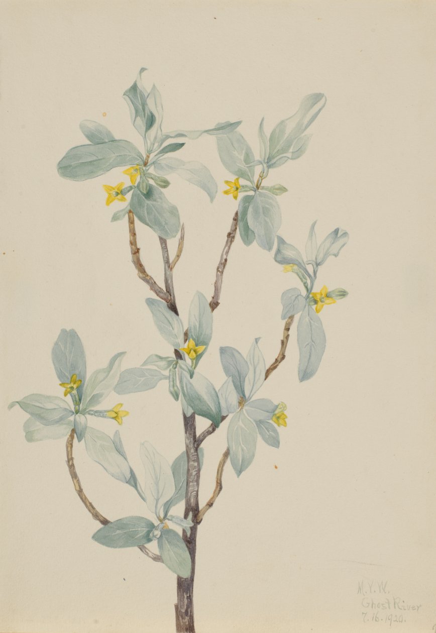 Stříbrník obecný (Elaeagnus commutata) od Mary Vaux Walcott