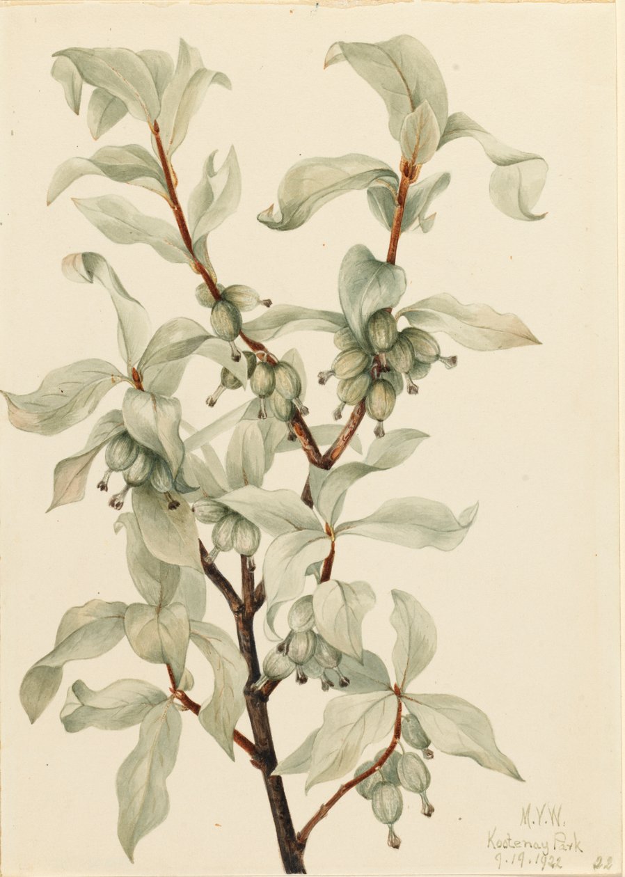 Silverberry Elaeagnus sp., 1922. od Mary Vaux Walcott