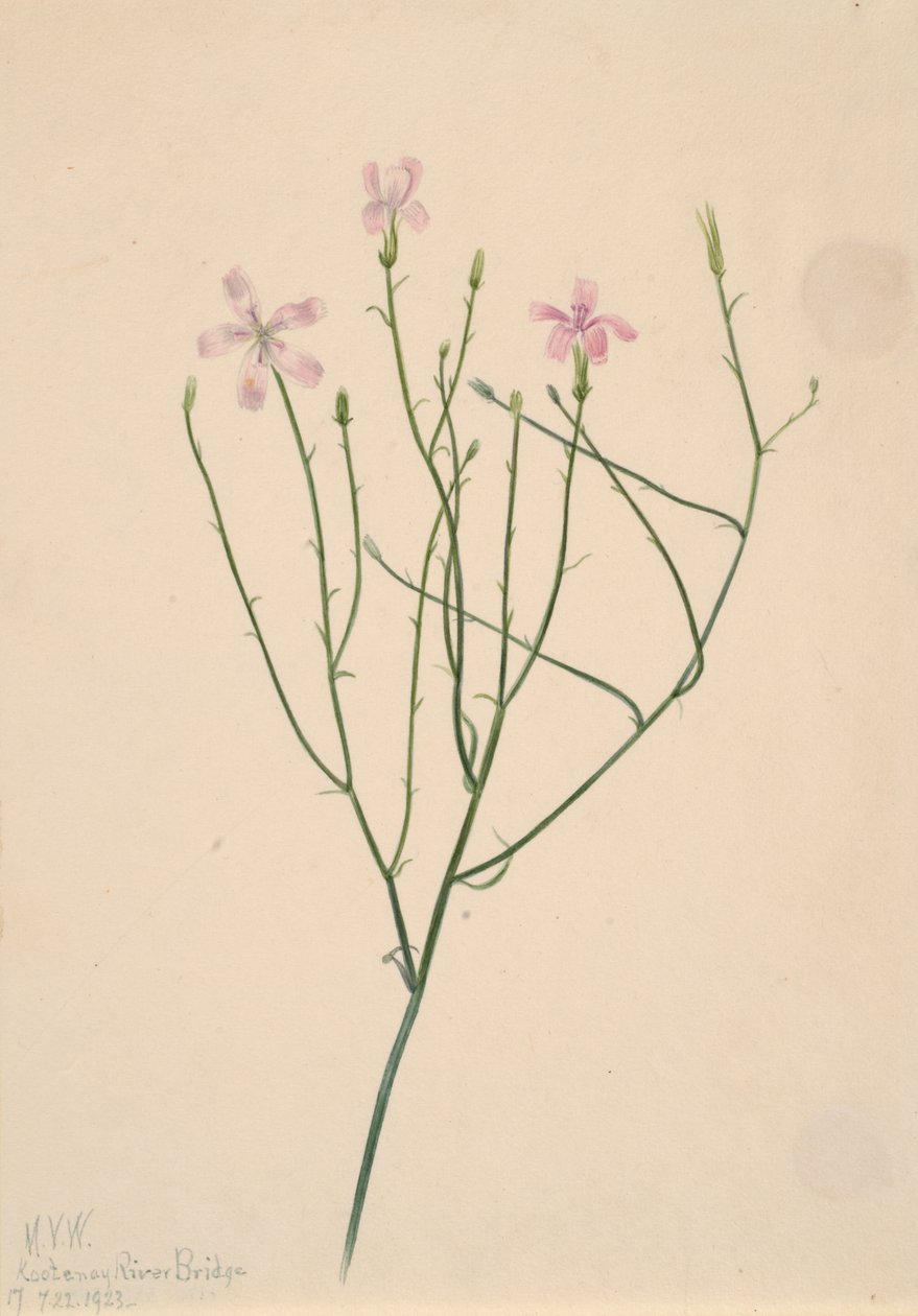 Skeleton Flower Lygodesmia juncea, 1923. od Mary Vaux Walcott