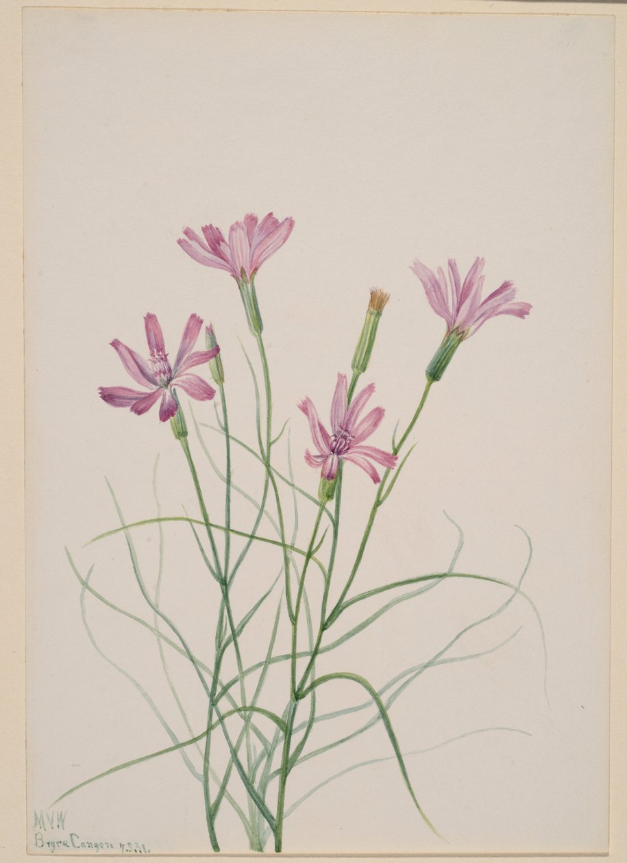 Kostival (Lygodesmia grandiflora) od Mary Vaux Walcott