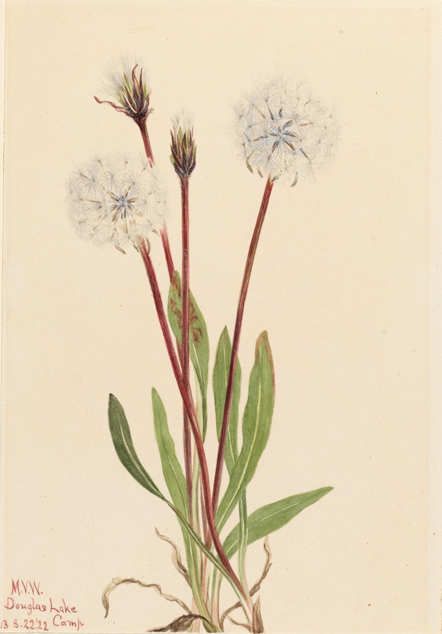 Slender Agoseris Agoseris gracilens, 1922. od Mary Vaux Walcott