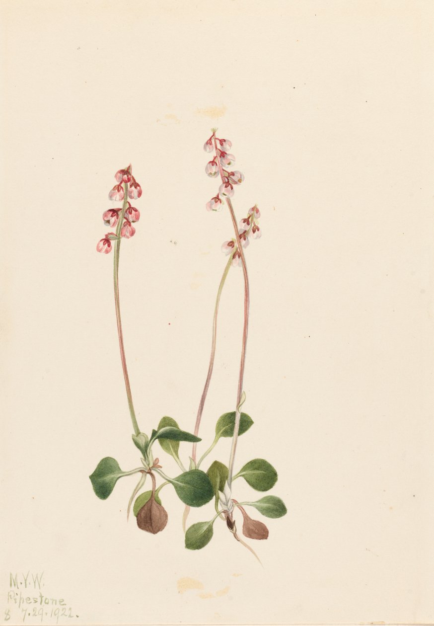 Malá pyrola Pyrola minor, 1922. od Mary Vaux Walcott