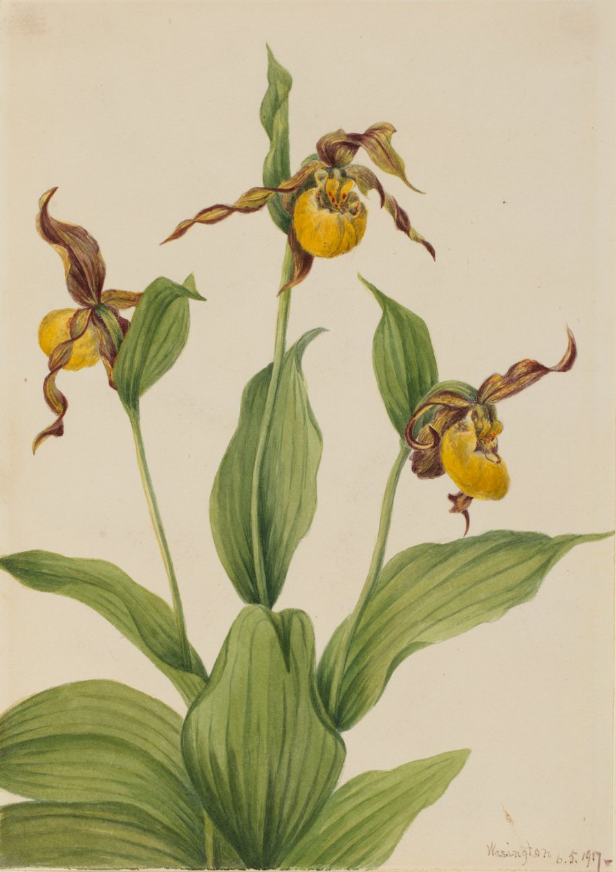 Malá žlutá ladoňka (Cypripedium parviflorum) od Mary Vaux Walcott