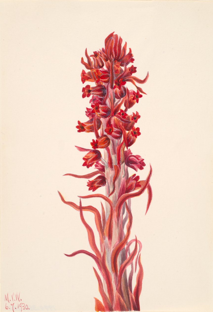 Snow Plant Sarcodes sanguinea, 1930. od Mary Vaux Walcott