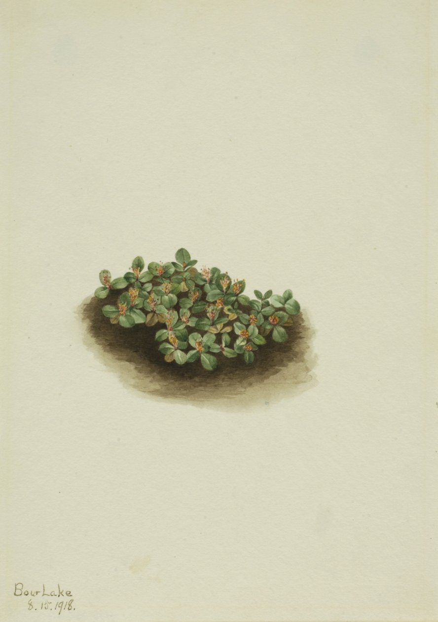 Sněžná vrba Salix nivalis, 1918. od Mary Vaux Walcott