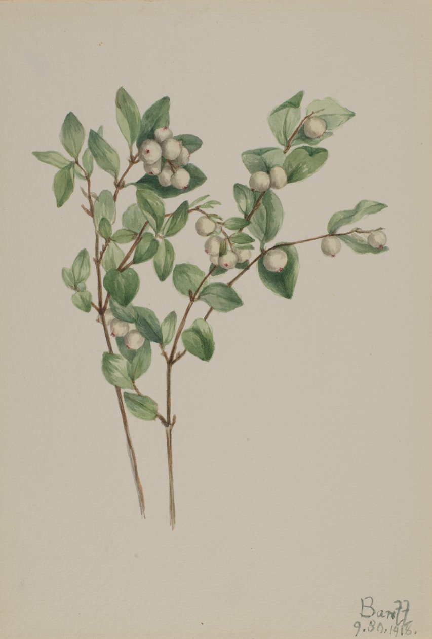Snowberry Symphoricarpos albus, 1918. od Mary Vaux Walcott