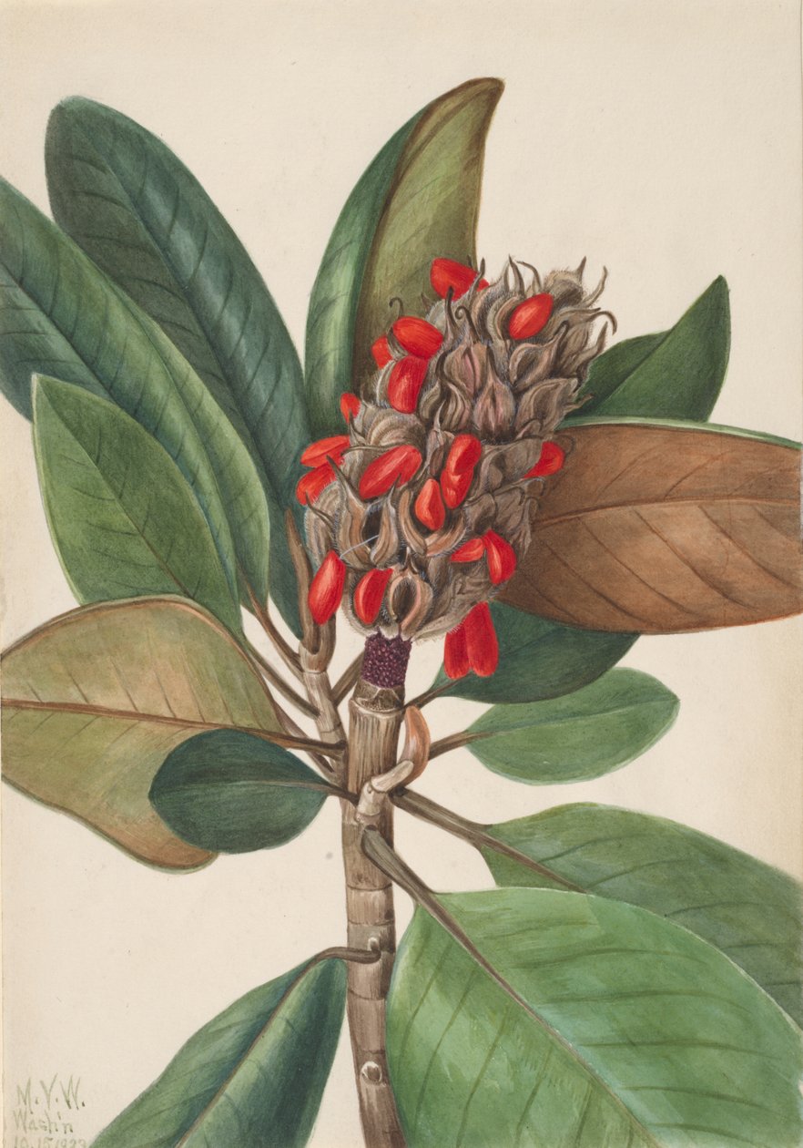 Magnolia jižní Magnolia grandiflora, 1923. od Mary Vaux Walcott