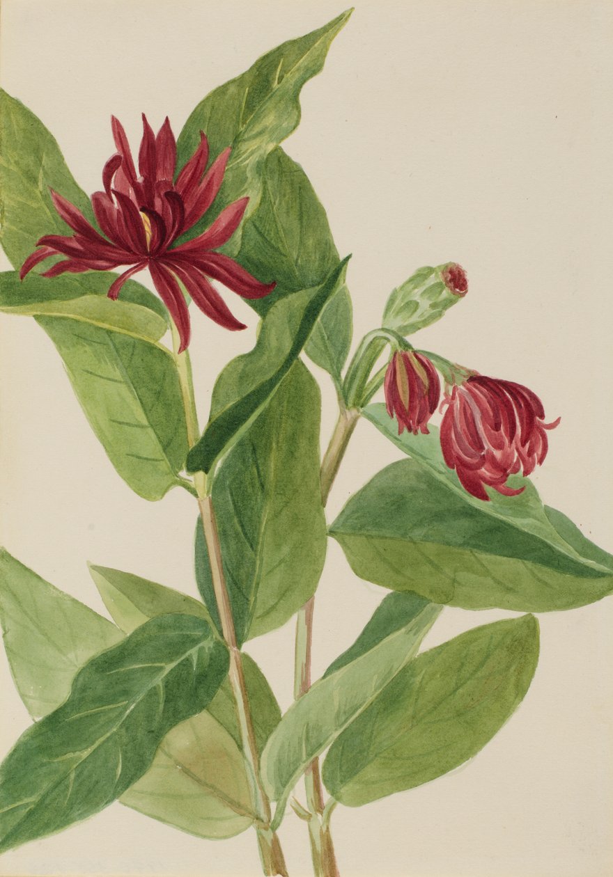 Spicebush (Calycanthus occidentalis) od Mary Vaux Walcott