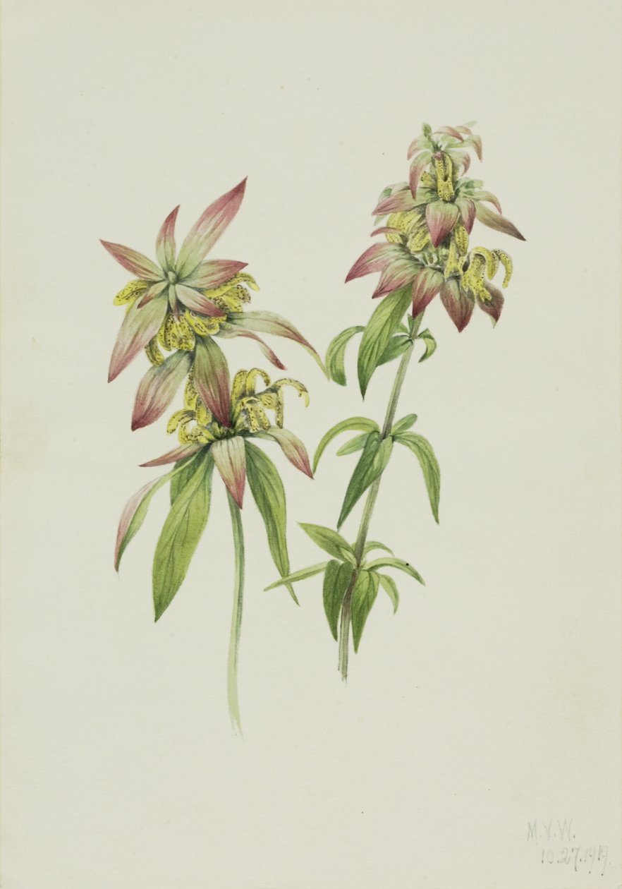 Včelí balzám Monarda punctata, 1919. od Mary Vaux Walcott