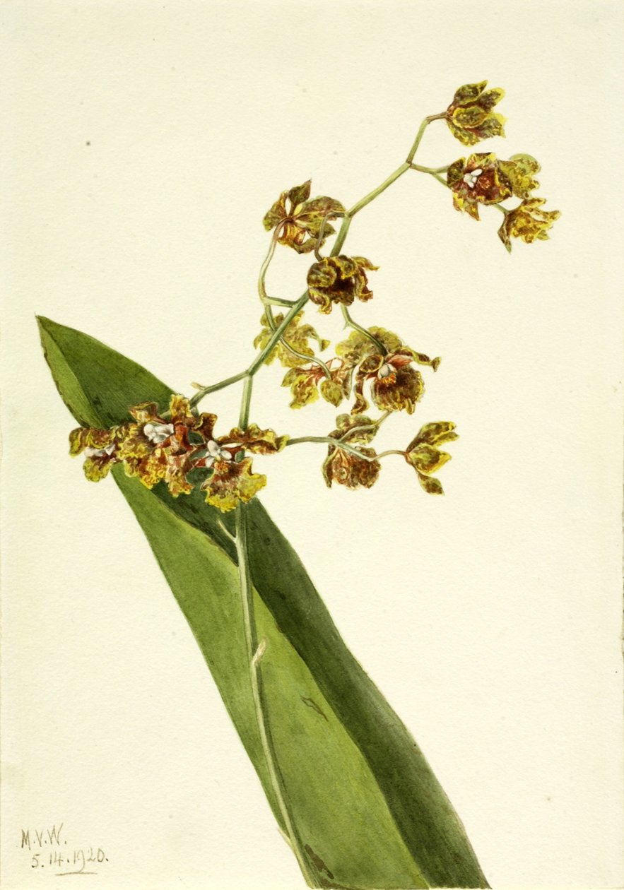 Cyrtopodium punctatum (Cyrtopodium punctatum) od Mary Vaux Walcott