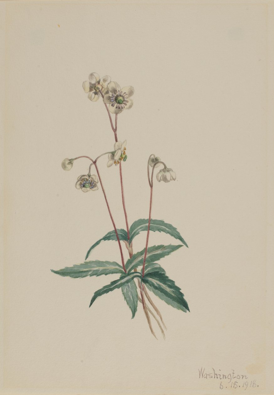 Pipsisseva skvrnitá (Chimaphila maculata) od Mary Vaux Walcott