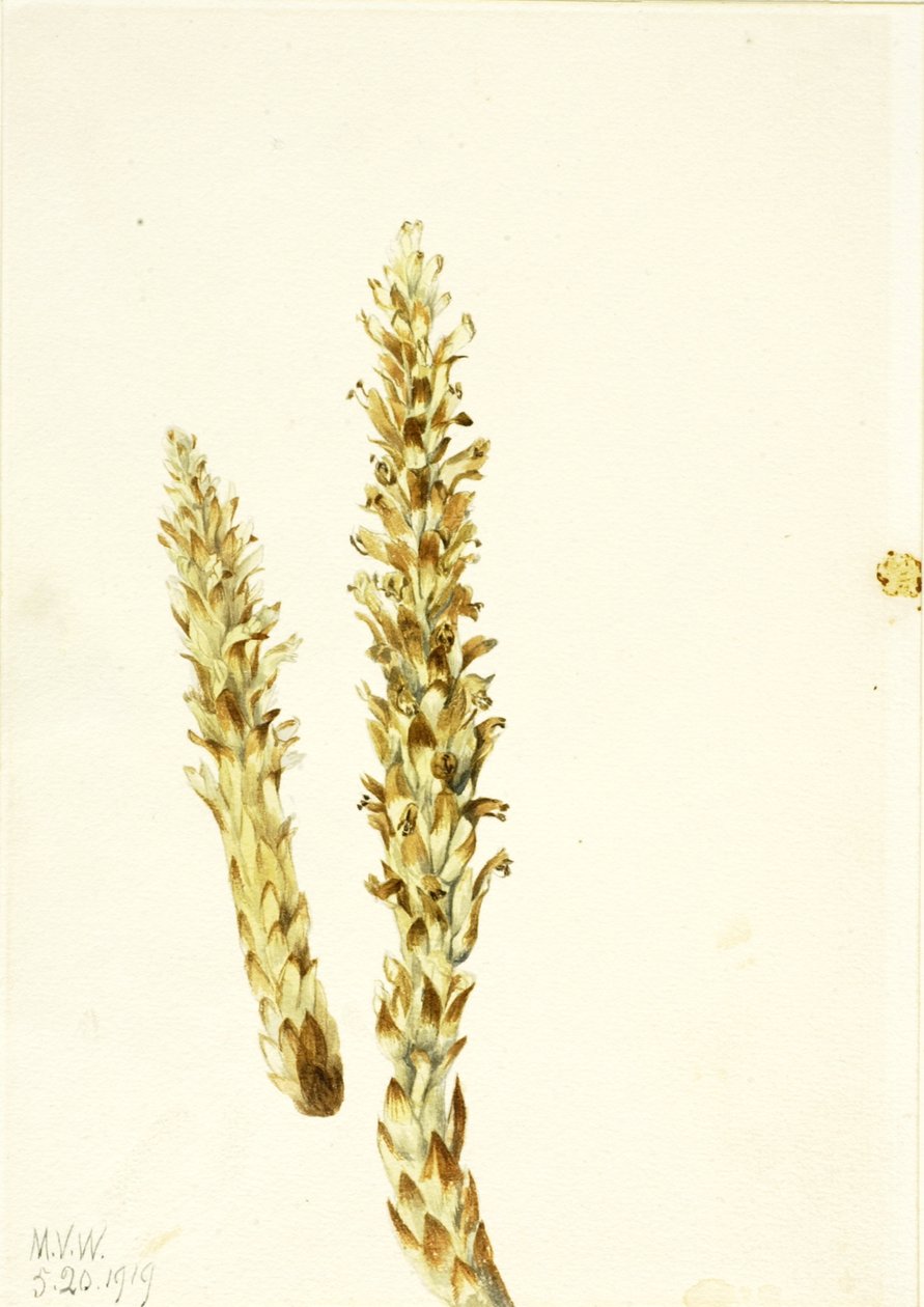Squawroot Conopholis americana, 1919. od Mary Vaux Walcott
