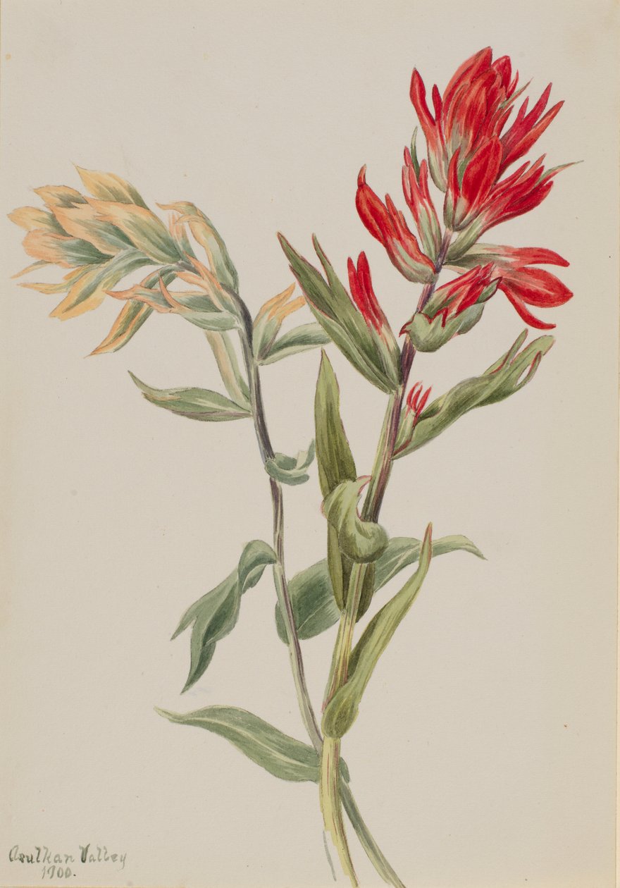 Stachys palustria od Mary Vaux Walcott
