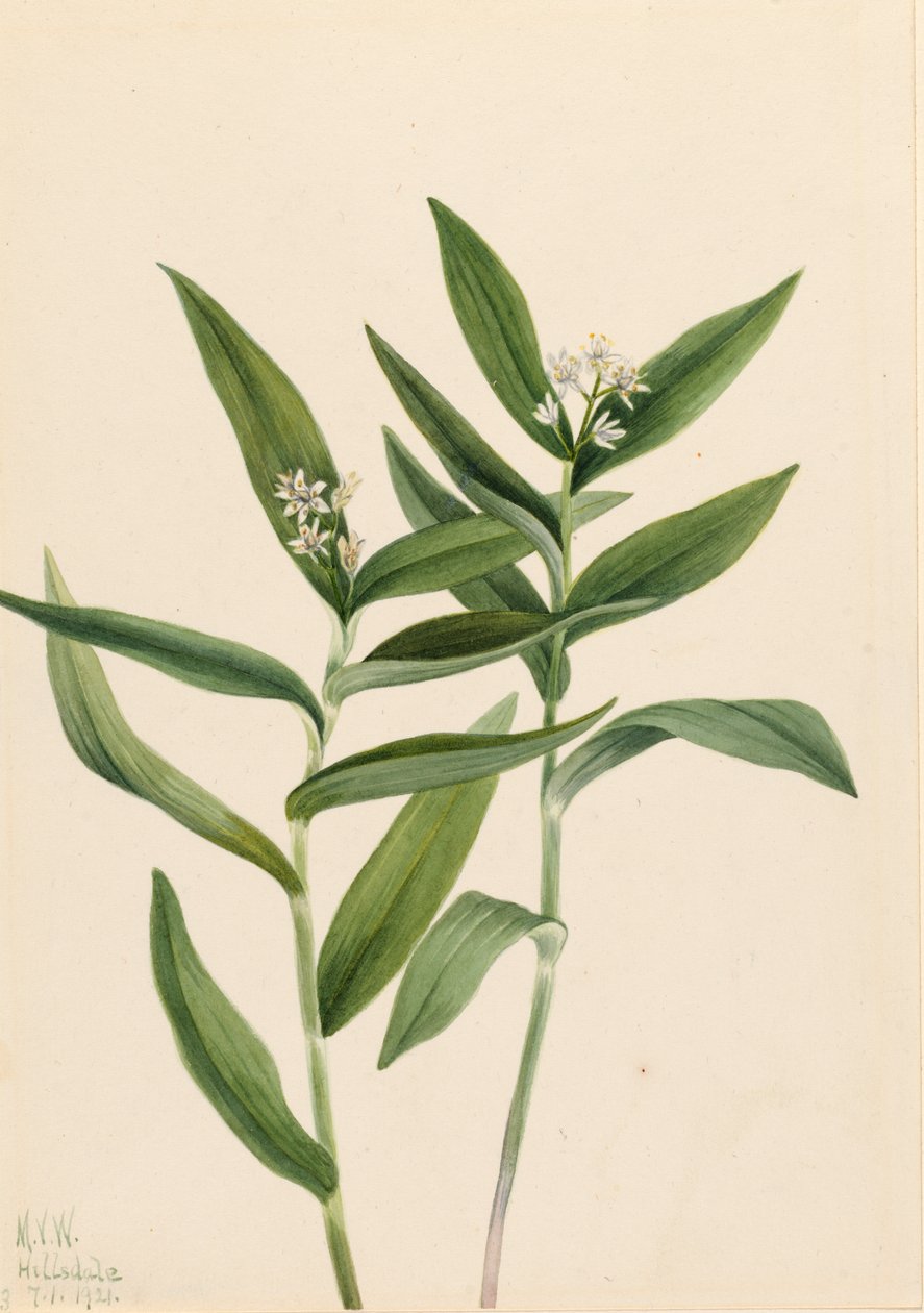 Hvězda Solomonplume Vagnera stellata, 1921. od Mary Vaux Walcott