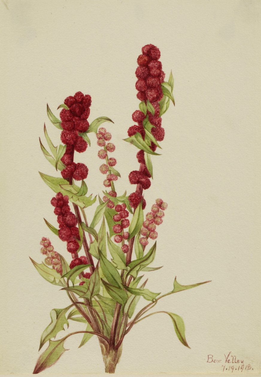 Strawberry-Blite (Chenopodium capitatum) od Mary Vaux Walcott
