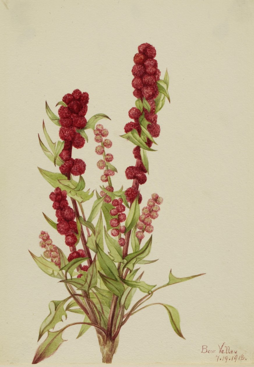 Strawberry-Blite Chenopodium capitatum, 1918. od Mary Vaux Walcott