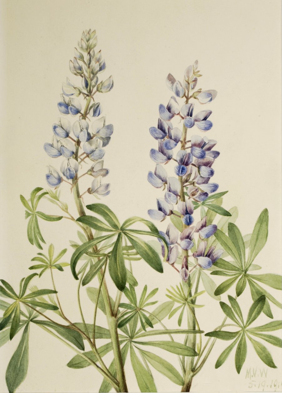 Sluneční hodiny Lupin Lupinus perennis, 1919 od Mary Vaux Walcott