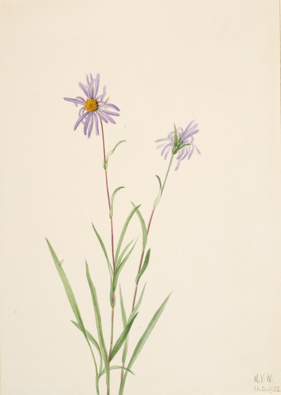 Swamp Aster Aster paludosus, 1922. od Mary Vaux Walcott