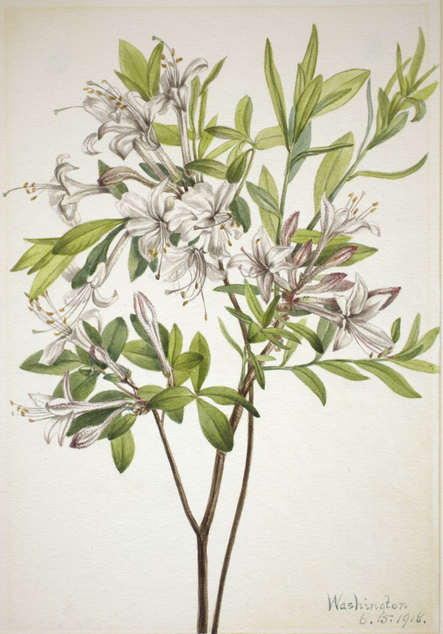 Swamp Azalea Azalea viscosa, 1918. od Mary Vaux Walcott