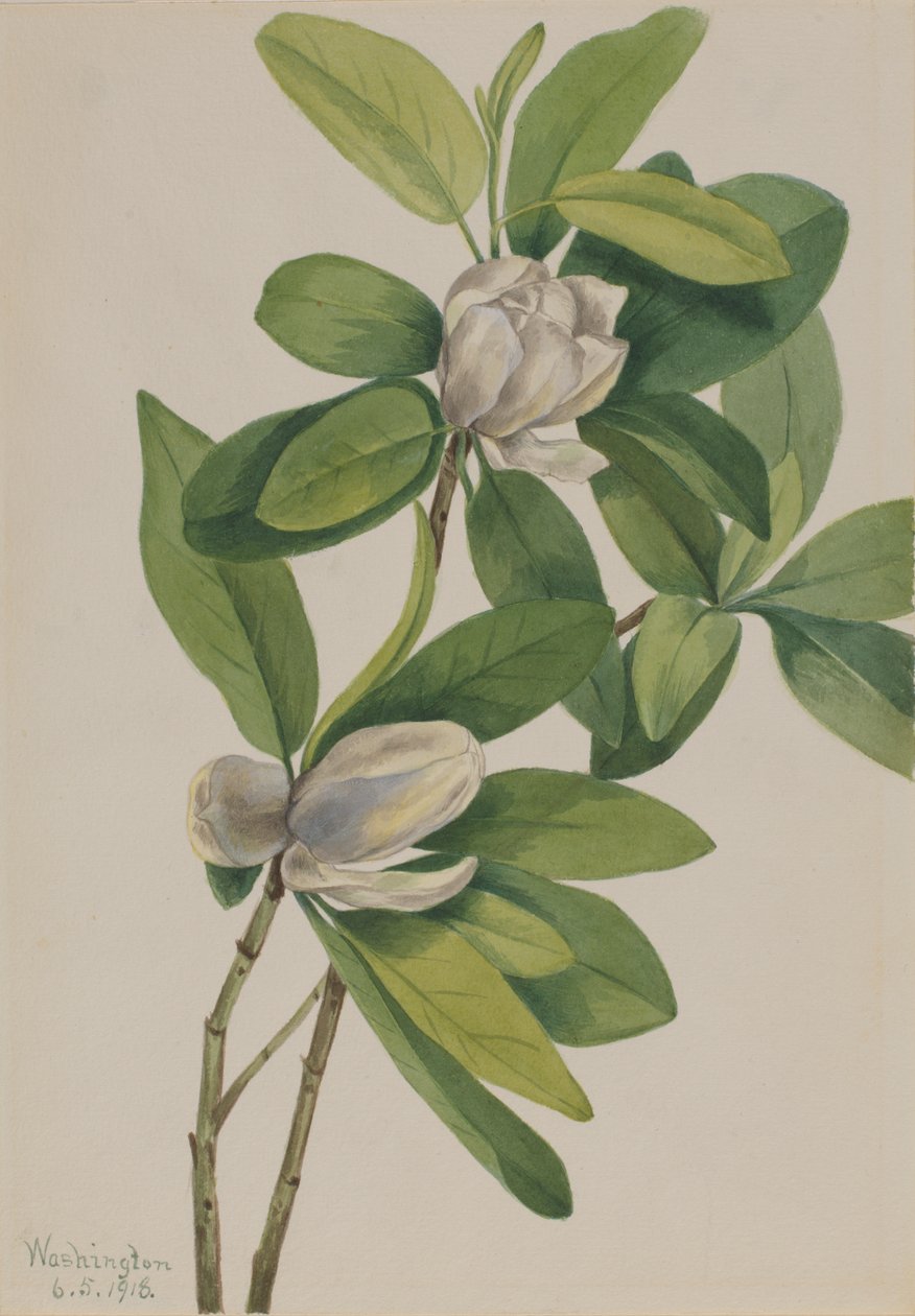 Swamp Magnolia Magnolia virginiana, 1918. od Mary Vaux Walcott