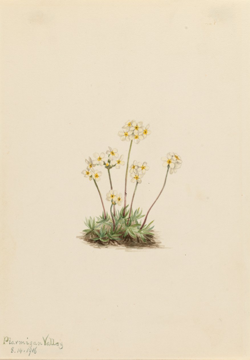 Sweet Androsace Androsace carinata, 1916. od Mary Vaux Walcott
