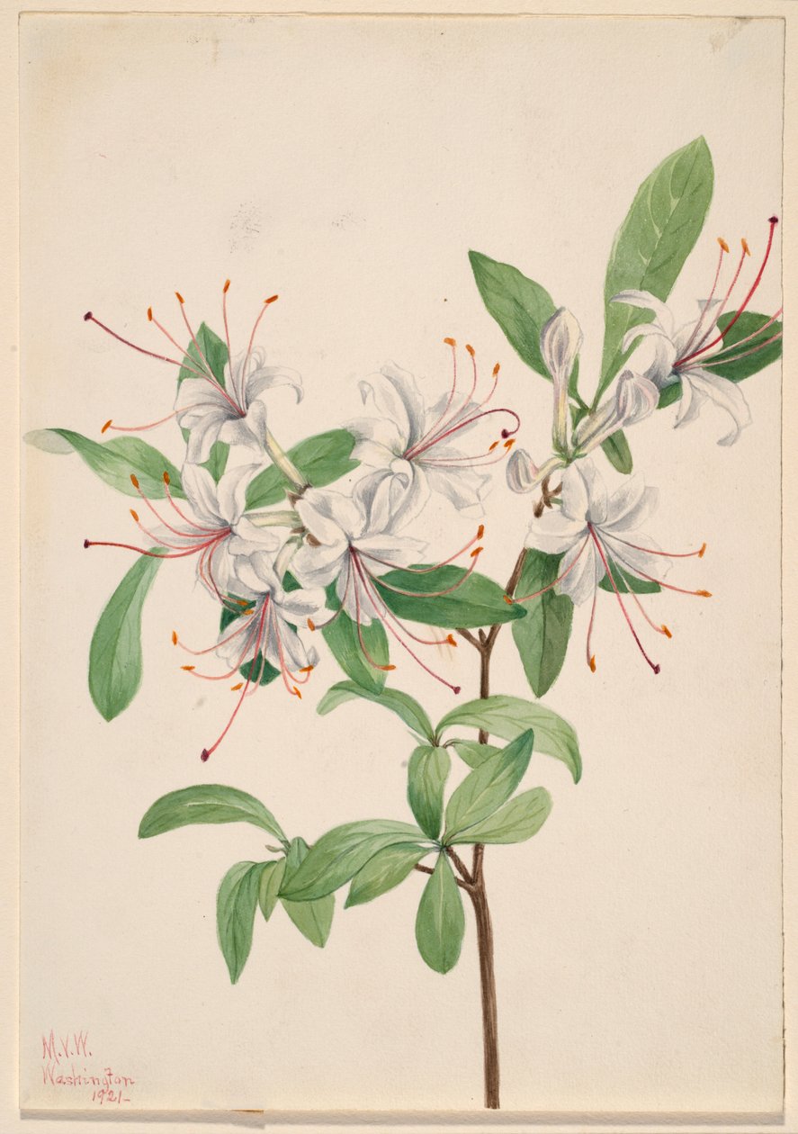 Azalka sladká (Azalea arborescens) od Mary Vaux Walcott
