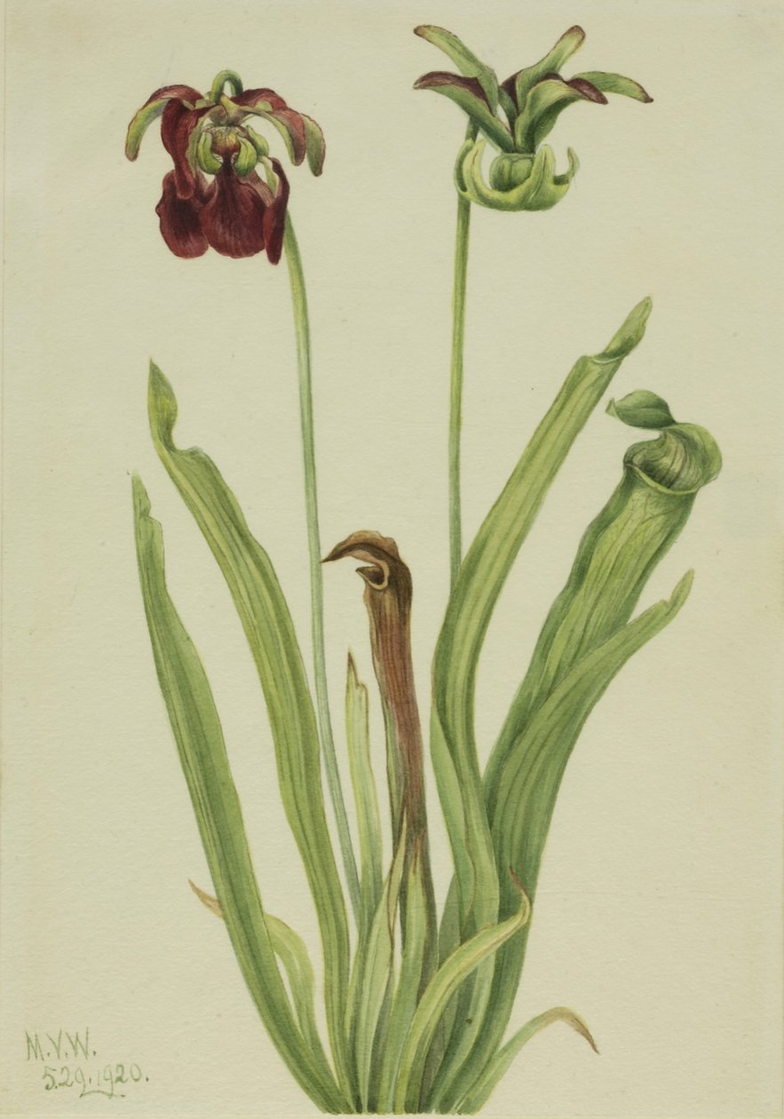 Sladká džbánkovitá rostlina (Sarracenia rubra) od Mary Vaux Walcott
