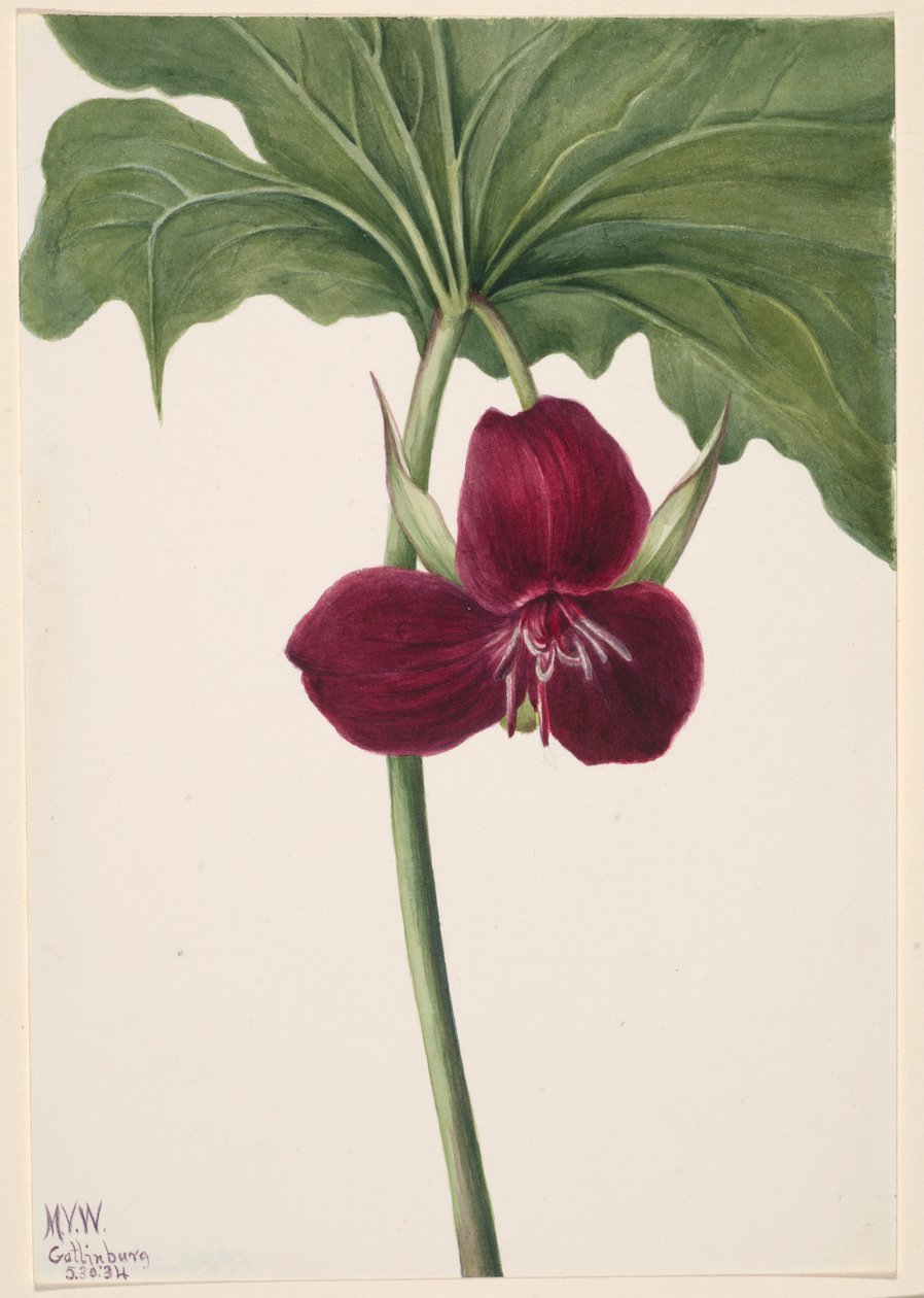 Trillium sladké (Trillium vasyi) od Mary Vaux Walcott