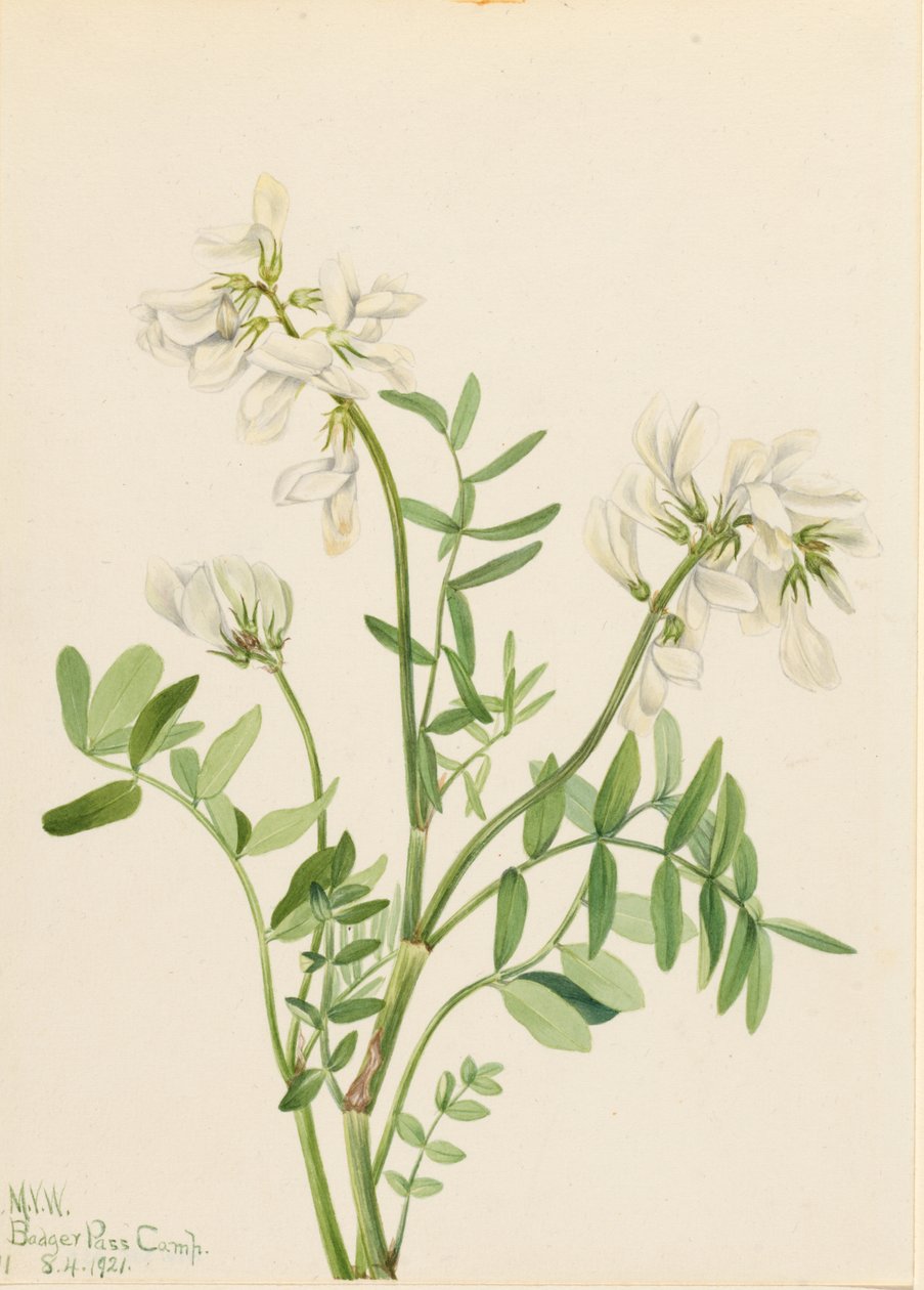 Sladkovka (Hedysarum mackenzii) od Mary Vaux Walcott