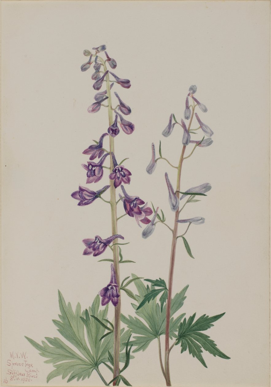 Tall Larkspur Delphinium elongatum, 1920. od Mary Vaux Walcott
